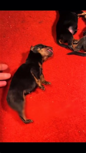 यह पिल्ला बार-बार सख्त हो जाता था… आदमी ने हार नहीं मानी