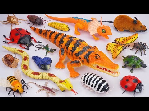 ZURU ROBO ALIVE COLLECTION | UNBOXING Robo Crocodile, RC Snake, RC Butterfly | Review Toys