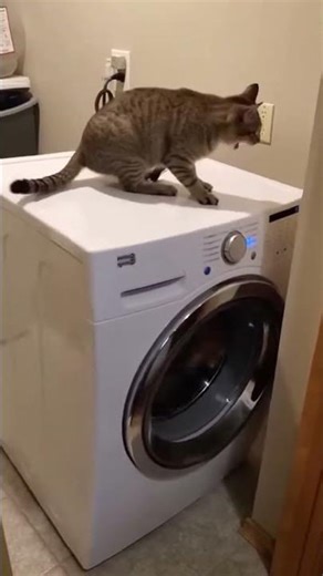 Washing Machine Rampage: Cat on a Wild Ride