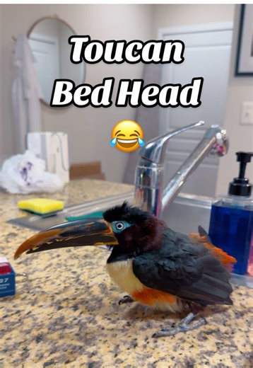 Watch until the end for Chester’s bed head 😂 #toucan #bird #animals #petting #honk