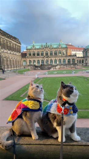 Showing my cats the beauty of Dresden 🇩🇪