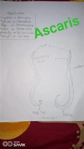 BSC 5TH SEMESTER|| 😱 Ascaris 🤩🔥👻💥🙉😱💯🤩👌