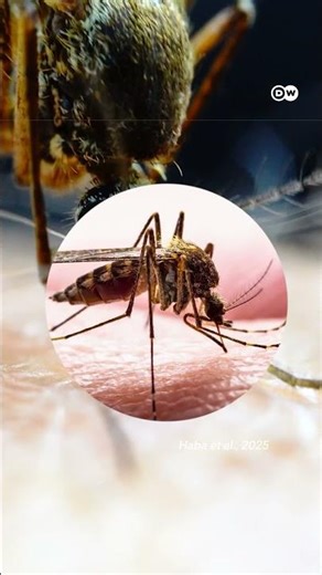 मशहूर मच्छर का राज खुला [Famous mosquito debunked]