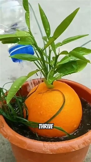 Stop Growing Orange Trees the Wrong Way! 🍊🚫 #planting #tips #orange