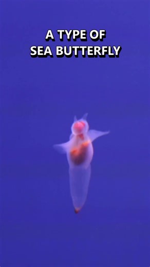 This Is a Sea Angel