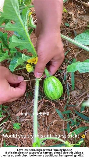 Preventing Watermelon Bursting – Simple Bamboo Stick Trick 🍉🌱