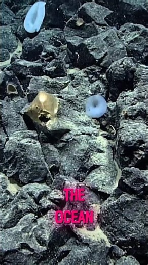 Scientists found a strange golden orb deep in the ocean… #DeepSea #OceanMystery #ScienceFacts