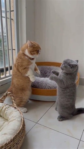 FUNNY CAT BOXING