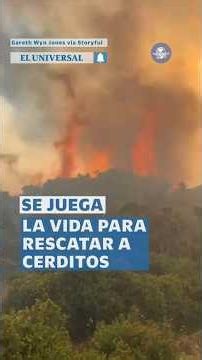 Heroico: agricultor se juega la vida por salvar a cerditos de incendio