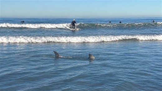 Shark cruises through 'literally ankle-deep water' among surfers in Los Angeles (video)