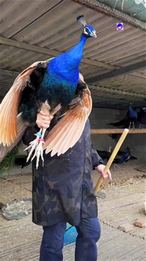 Beautiful Peafowls #peacock #peafowl #birds