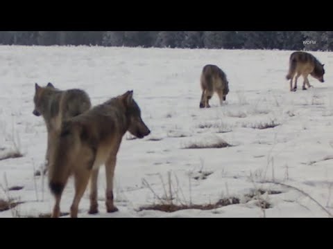 Washington's wolf population increasing with new growth record