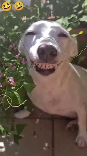 Crazy epic fails 😂😂 😂 #shorts #memes #fails #funnymoments