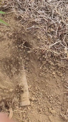 Finding Treasure Gold with a Metal Detector: An Exciting Hunt