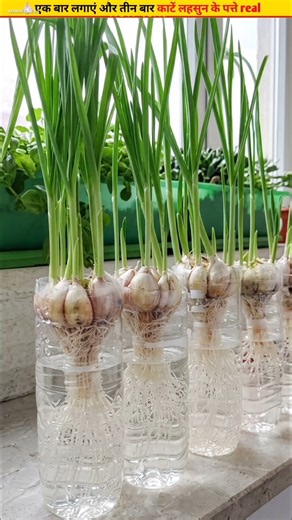 🧄Great home method to grow garlic leaves #growth #gardeningtips #garden