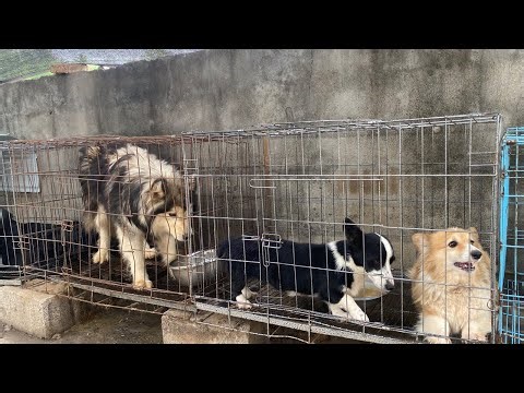 新带回到小院的狗狗在隔离中，有五个确诊犬瘟的狗狗，其他狗狗只能每天观察检查