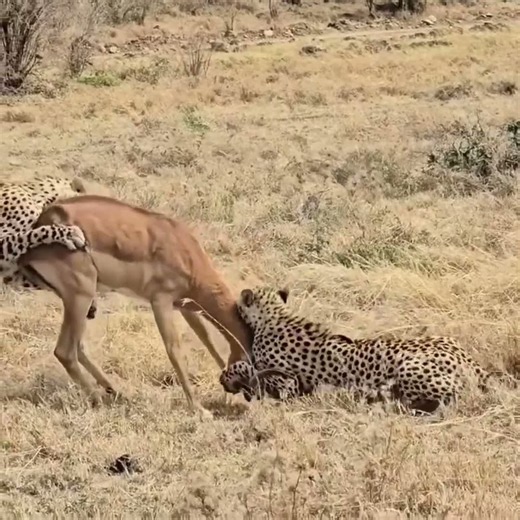 Hadzabe Hunters in Action | Incredible Wild Animal Hunting in the African Forest