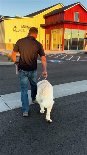 Ruby’s surgery day 🤍 Brave girl