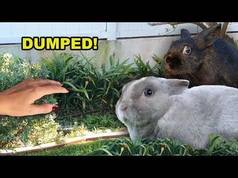 Two abandoned baby bunnies get a second chance, they were shaking!!