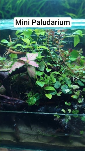 I Built a Mini Paludarium and This Is What Happened