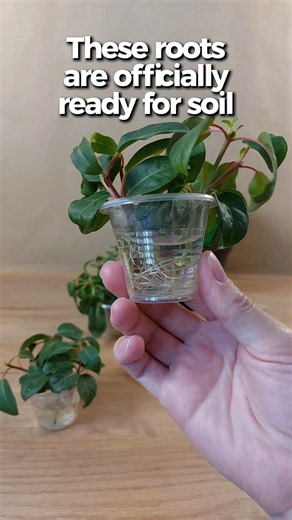 Fuchsia Claudia propagation part 2 ✨ #shorts