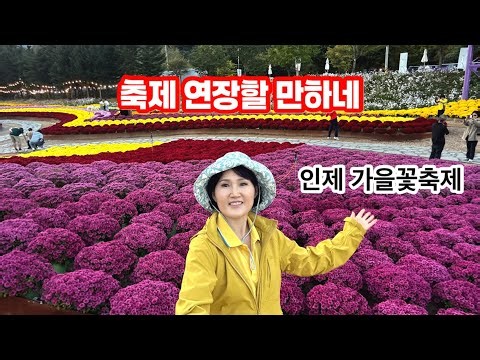 [4K]늦게 갔더니 꽃이 만개! 인제가을꽃축제 지금이 최고예요(26.10.10방문)