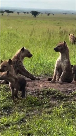 Hyenas are one of the most intelligent and adaptable predators
