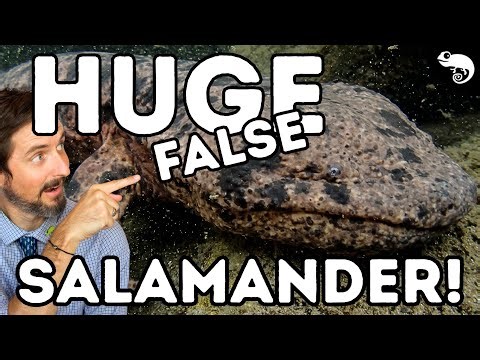The Complete Guide to Newts and Other Salamanders - Wait, Are Newts Salamanders??