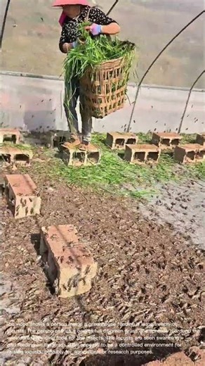 Feeding Locusts in a Greenhouse: Grasshopper Farming