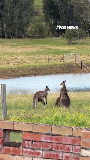 KANGAROO BRAWL: 2 male kangaroos square up on an Australian farm #shorts #foxnews #fox #news