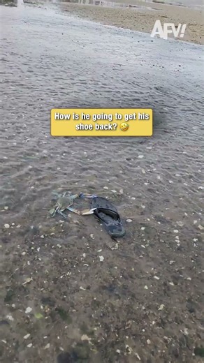 POV: You try to get your shoe back from a crab 🦀 #fail #funny