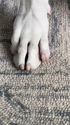 💅Do you dremel or trim with clippers?