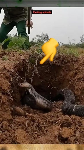 Removing a Venomous Cobra to Protect Farmers and Nature