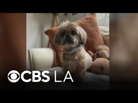 Mountain lion attacks dog in Glendale while on walk with owner