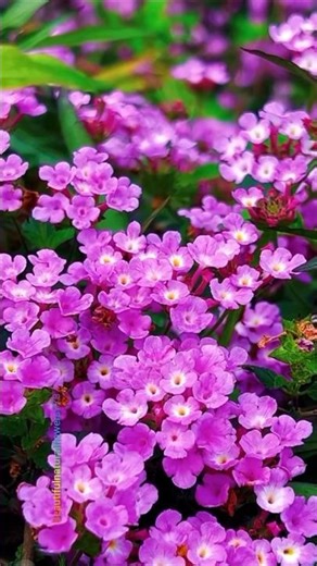 Peaceful Flower Paradise 🌸