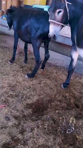 Funniest Donkey Ever Donkey Training the fun way 7