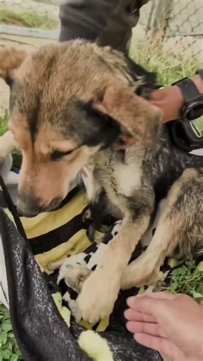 💔 Rescued Just in Time: A Stray Mama Dog and Her Puppies Find Warmth on the Coldest Night 🐾❤️ #puppy
