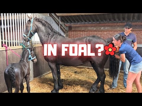 In Foal or Not?! Watch this Video to Find Out! | Friesian Horses