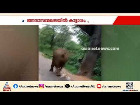 ഡാ വേണ്ടടാ വിട്ടേര്.... കട്ടക്കൊമ്പനെ നേരിട്ട്  ശംഭു, നാട്ടിൽ ഹീറോയായി ഒരു നായ്ക്കുട്ടി | Palakkad