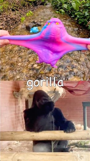 Learn Animal Names for Kids at the Stream: Giraffe Goat Pig Rhino Gorilla