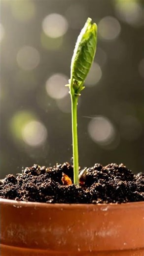 Growing Cherry Tree From Seed Time Lapse – 140 Days