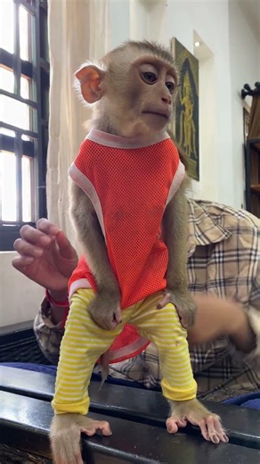 🐒 Everyday Joy with Monkey Friends 💕