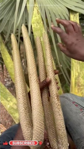 Traditional Palm Jaggery ll TOT FACTS