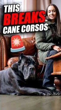 This BREAKS Cane Corsos In Public #canecorso #dogtraining #k9