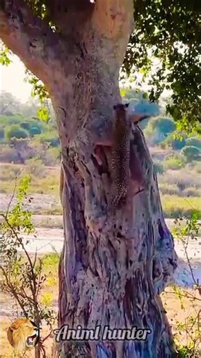 💥Unbelievable! Cheetah Takes Deer🦌Up the Tree 🐆🌳#shorts #youtube #viral #cheetah #deer #hunting