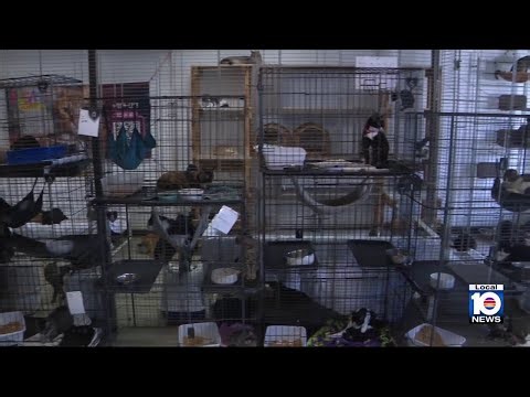 Overwhelmed South Florida pet shelter caring for hundreds of animals seeks lifeline
