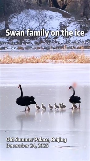 On Wednesday, a heartwarming scene unfolded at the #OldSummerPalace, also known as #Yuanmingyuan Park: newly hatched swan cygnets, accompanied by their watchful parents, took wobbly steps across icy waters. When one little swan lost its balance and tumbled onto the ice, a watchful adult was right there – gently nudging it back onto its feet with quiet care. | Xi's Moments