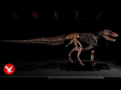 This 67 million-year-old Tyrannosaurus rex has become the world's most expensive dinosaur