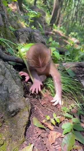 1 Sticks. 1 Monkey. 0 Chill 😂🌿👶💀 | Warrior Mode