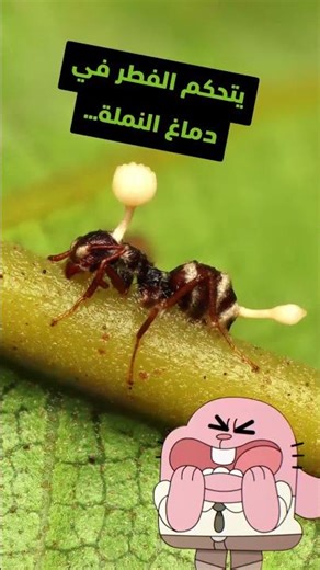 تحذير: هذا. مخيف. 😱 #أبطال_المناخ #كرتون_نتورك#ClimateChampions #CartoonNetwork